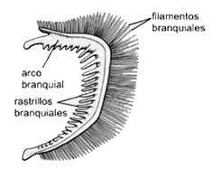 arco branquial_02